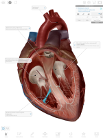 screen Human Anatomy Atlas 2020:&nbsp;Complete 3D Human Body