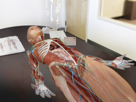 screen Human Anatomy Atlas 2020:&nbsp;Complete 3D Human Body