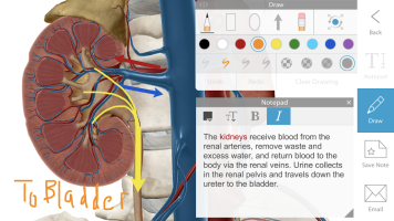 screen Human Anatomy Atlas 2020:&nbsp;Complete 3D Human Body