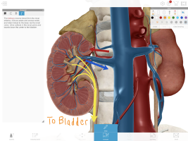 screen Human Anatomy Atlas 2020:&nbsp;Complete 3D Human Body