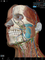 screen Human Anatomy Atlas 2020:&nbsp;Complete 3D Human Body